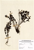 藏品(馬先蒿草)的圖片